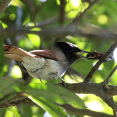 Terpsiphone viridis granti