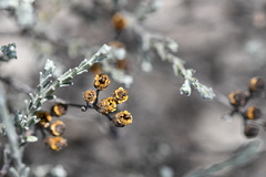 Helichrysum anomalum