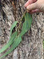 Eucalyptus longifolia