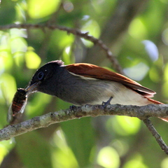 Terpsiphone viridis granti