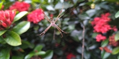 Argiope dang