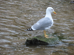 Larus michahellis