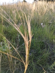 Aristida jubata
