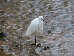Egretta garzetta