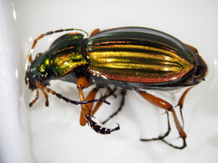 Carabus auratus