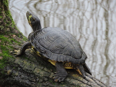 Trachemys scripta