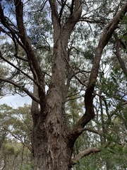Eucalyptus longifolia