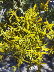 Phoradendron capitellatum