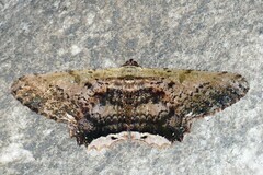 Ruttellerona pallicostaria