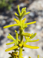 Phoradendron capitellatum