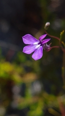 Lobelia setacea