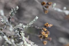 Helichrysum anomalum