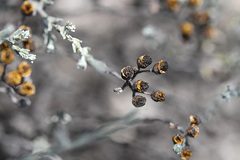 Helichrysum anomalum