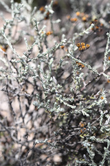 Helichrysum anomalum