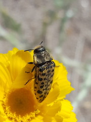 Acmaeodera maculifera