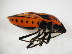 Eurydema