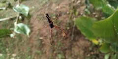 Nephila kuhli