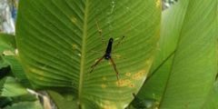 Nephila kuhli
