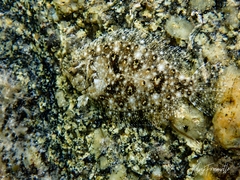 Pseudorhombus jenynsii