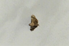 Cangetta hartoghialis