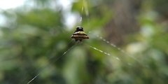 Gasteracantha diadesmia