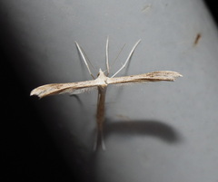 Stenoptilia zophodactylus