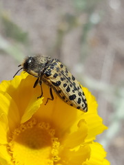 Acmaeodera maculifera