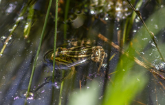 Pelophylax lessonae