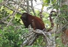Alouatta