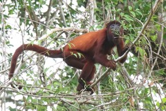 Alouatta