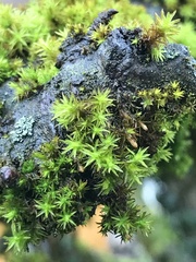 Orthotrichaceae