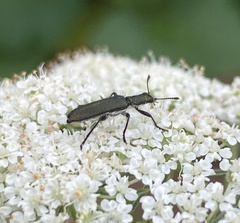 Eleale aspera