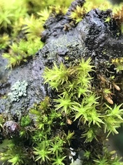 Orthotrichaceae