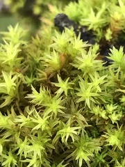 Orthotrichaceae
