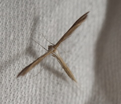 Stenoptilia zophodactylus