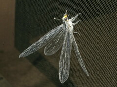 Heoclisis fundata