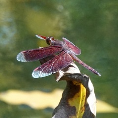 Neurothemis fluctuans