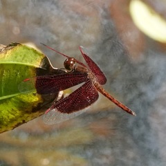 Neurothemis fluctuans