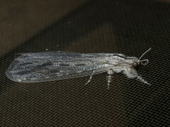 Heoclisis fundata