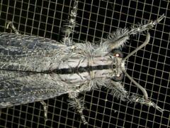 Heoclisis fundata