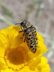 Acmaeodera maculifera