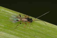 Aphidiinae