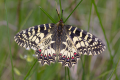 Zerynthia polyxena
