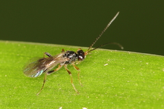 Aphidiinae