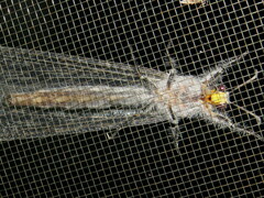 Heoclisis fundata