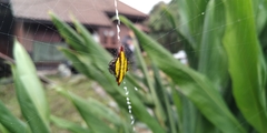 Gasteracantha diadesmia