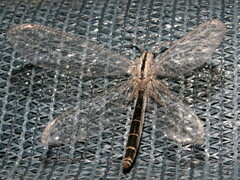 Heoclisis fundata
