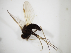 Rhagionidae
