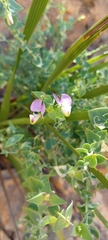 Polygala fruticosa