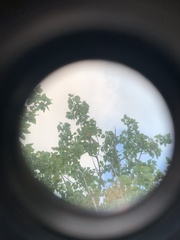 Platycercus eximius eximius